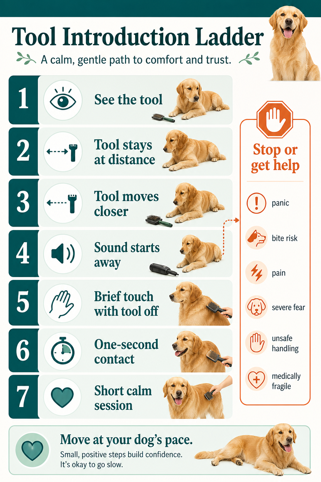 Tool Introduction Ladder showing seven dog-only steps from seeing the tool at a distance to a short calm session, with stop or get-help signs.