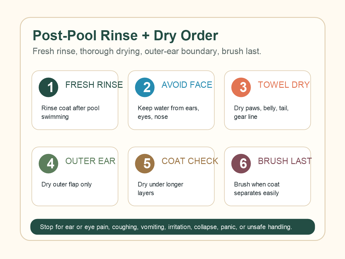 Post-pool dog grooming order for fresh rinse, avoiding face, towel drying, outer ear, coat check, and brushing last